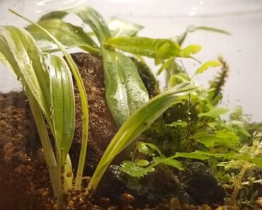 25 Plants You Can Grow in a Bottle Terrarium