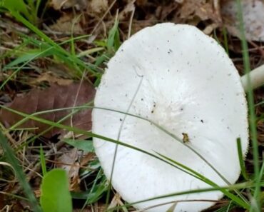 3 Common Lawn Mushrooms That Are Poisonous (and 6 That Are Not)