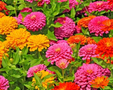 Growing Zinnias From Seed For Beginners