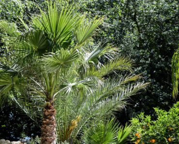 How to grow and care for Trachycarpus fortunei
