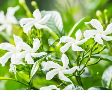 Most Fragrant Jasmine Varieties To Grow