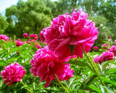 Peonies For Sun Or Shade: Best Peony Varieties For Sunny And Shady Gardens