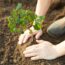 Planting Trees To Reverse Climate Change