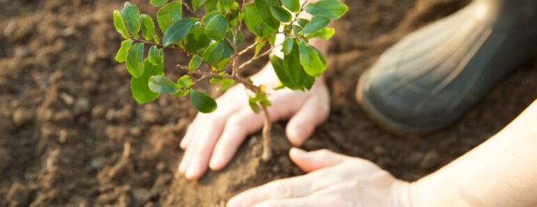 Planting Trees To Reverse Climate Change