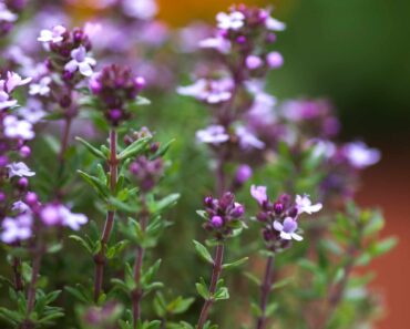 Six essential perennial herbs