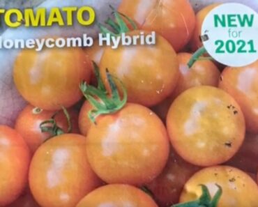 What Is Tomato ‘Honeycomb’?