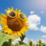 Why Is The Sun Good For Plants?