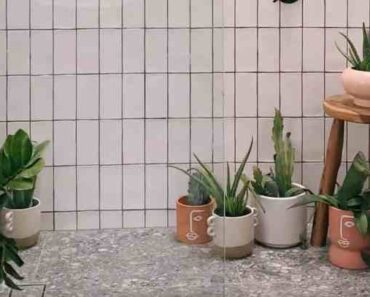 18 Plants to Grow in a Windowless Bathroom