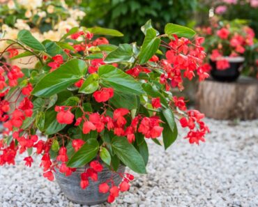 Annuals And Perennials For Shade That Bloom All Summer