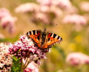 Butterflies And Bees Affected By Climate Change