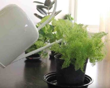 How Often Should You Water Indoor Plants?