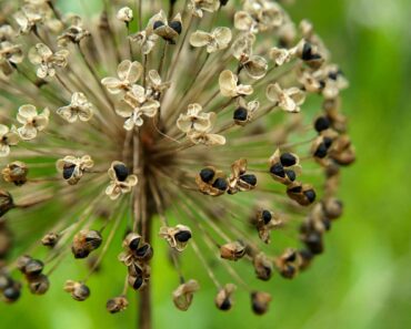 How to collect allium seeds