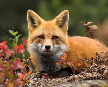 How to deter foxes from your garden