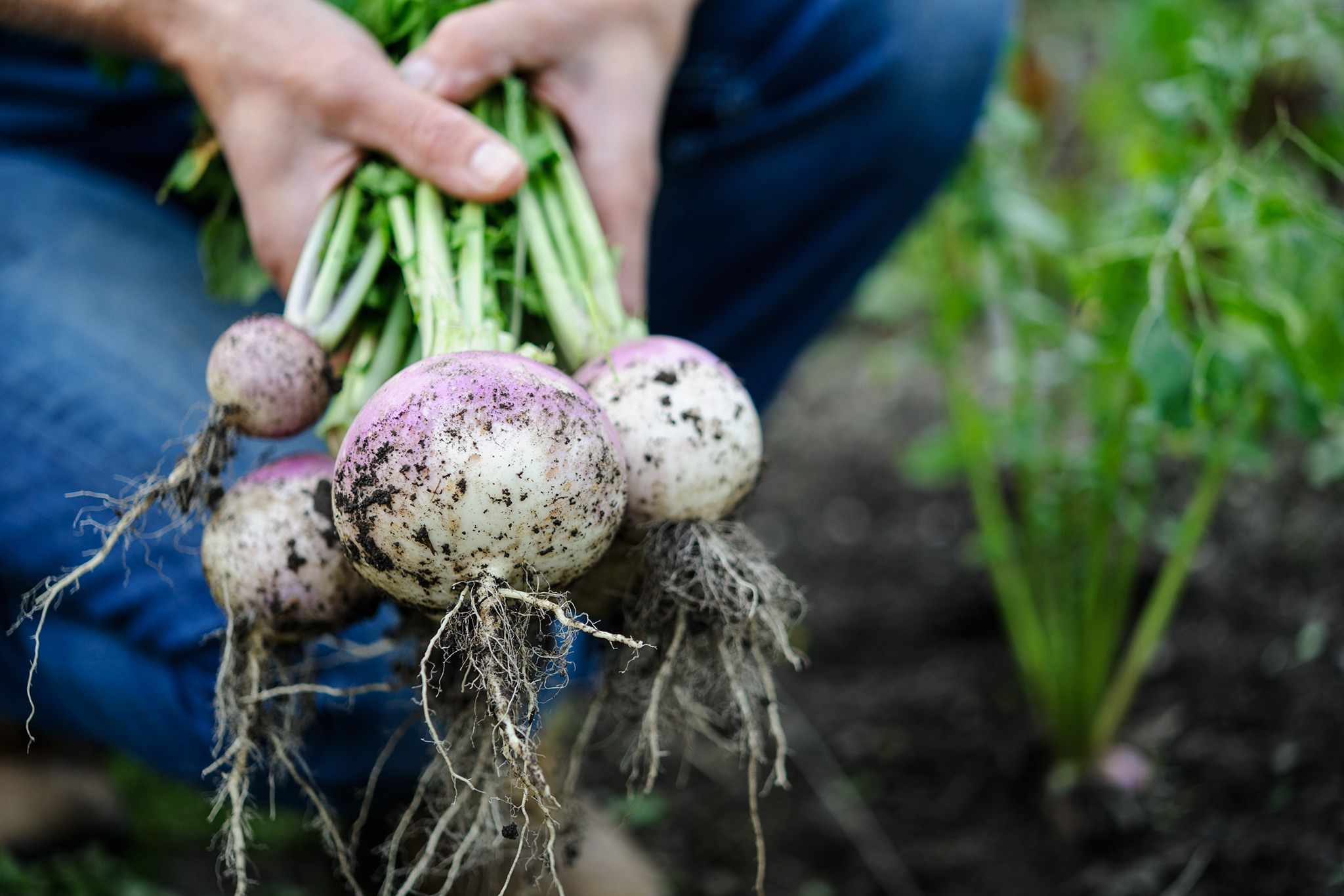 How to grow turnips – Learnorganicgardening.com