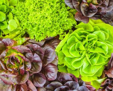 How To Revive Wilted Lettuce After Picking