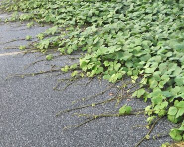 How To Stop Invasive Plants From Spreading