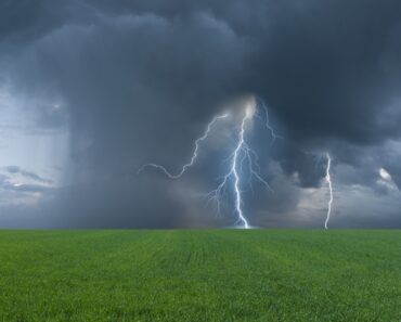 Learn How Lightning And Plants Interact