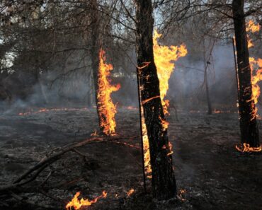 Plant Adaptations For Fire-Prone Areas