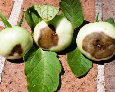 Tomato Diseases: How To Fight Blossom-End Rot