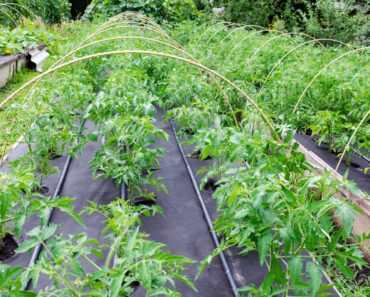 Using Landscaping Fabric For Vegetable Gardens
