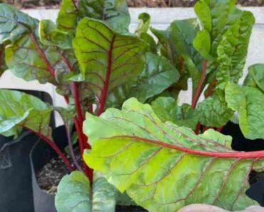 What are the easiest and most nutritious vegetables to grow?