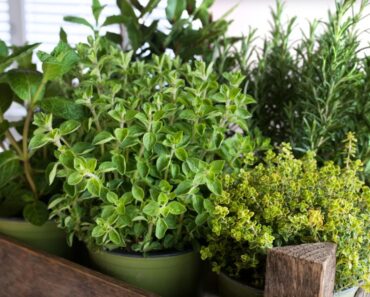 10 Easy Herbs For Beginners