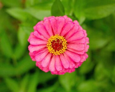 22 Drought Tolerant Annuals to Grow at Home