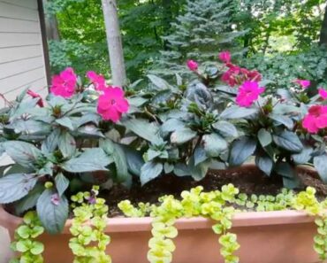22 Drought Tolerant Plants for Containers