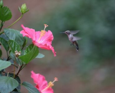 34 Flowers That Hummingbirds Love – Lots of Great Choices to Grow!