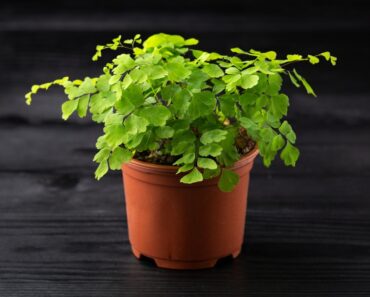 Best Small Low Light Indoor Plants