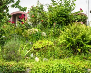 Earth-Friendly Ways To Get Rid Of Overgrown Plants