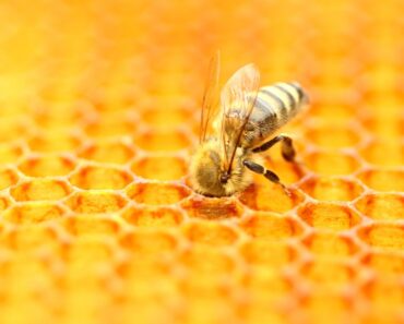 Fun Facts About Honeybees