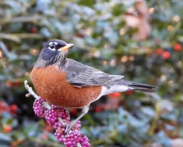 Grow These Plants with Edible Berries to Feed Birds