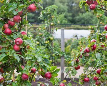 How To Plant A Permaculture Orchard