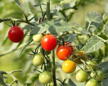 Topping Tomato Plants Pros and Cons, Fully Explained