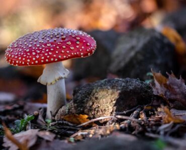 What is a Toadstool?