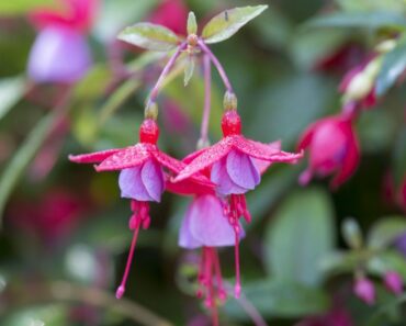 10 plants to propagate in September