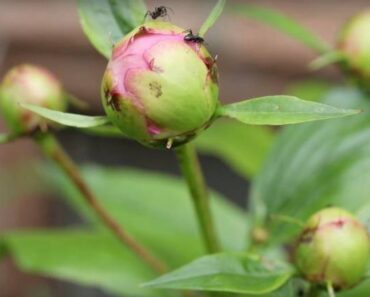 15 Plants That Repel Ants You Can Grow