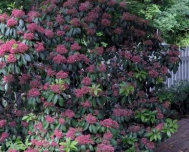 24 Shrubs That Grow in Partial or Full Shade