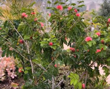 7 Attractive Dwarf Flowering Trees for Your Yard