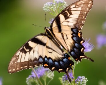 Best Swallowtail Butterfly Host Plants For The Garden