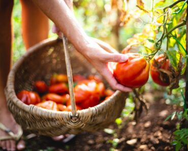 Best Vegetables For Continuous Harvest All Summer