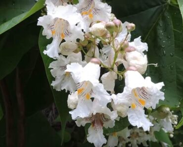 Growing and Caring for the Northern Catalpa Tree