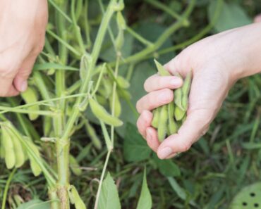 How And When To Harvest Soybeans