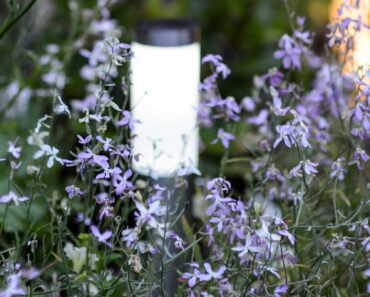 How to grow and care for night-scented stock