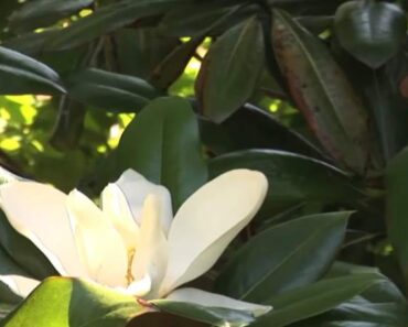 How to Grow and Care for the Southern Magnolia Tree