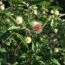 How to Grow Buttonbush Flowers (Cephalanthus occidentalis)