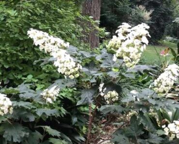 How to Grow Oakleaf Hydrangea Flowers (Hydrangea quercifolia)