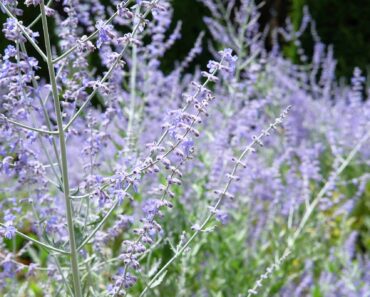 How to grow Russian sage