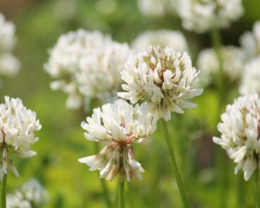 Identify Common Weeds With White Flowers